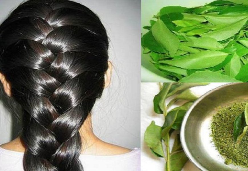 Hair Growth : गंजे सिर पर पर भी आ जाएंगे बाल, आपको उपयोग में लाना है ये पत्ता