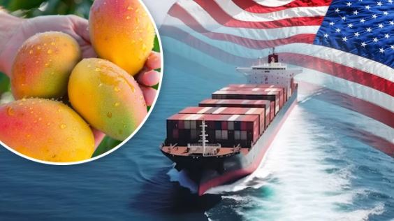 America ने भारत के 15 शिपमेंट आमों को ठुकराया